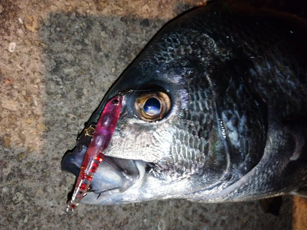 メバルプラッギング？