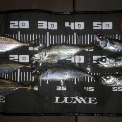 やっとアジが来たぁー