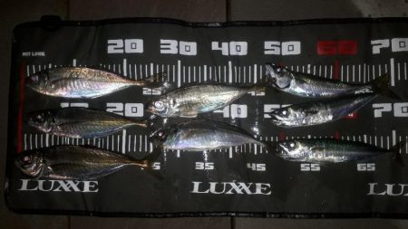 やっとアジが来たぁー