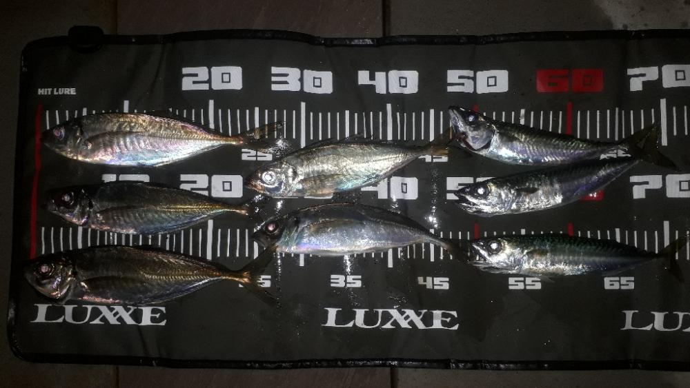 やっとアジが来たぁー