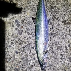 久しぶりの釣りです。