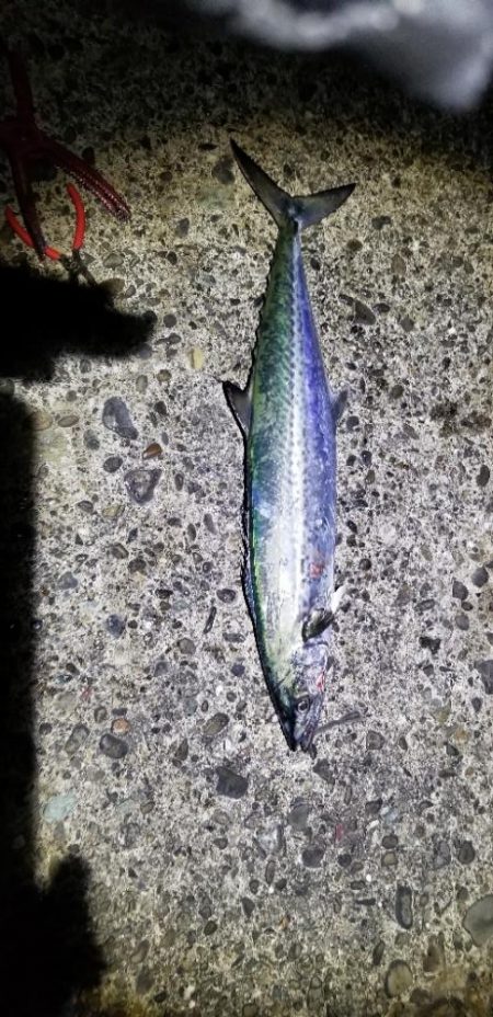 久しぶりの釣りです。