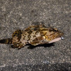 なかなか釣果が出ない