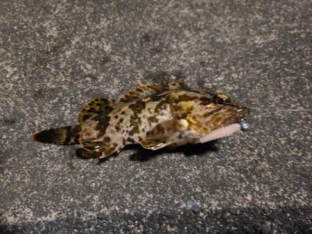 なかなか釣果が出ない