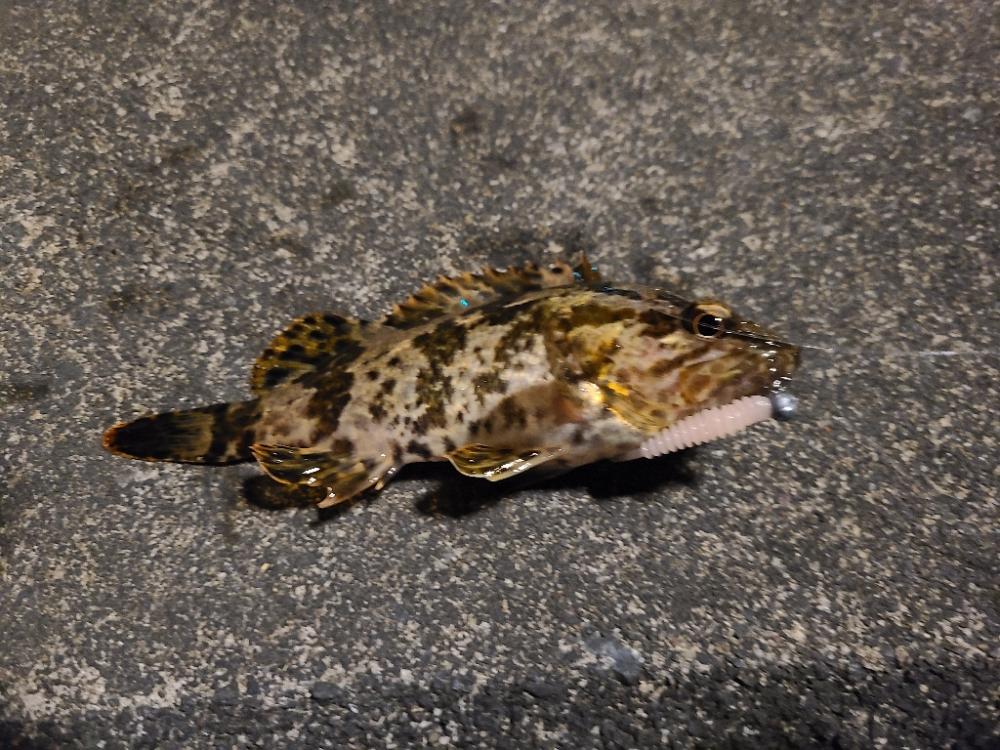 なかなか釣果が出ない