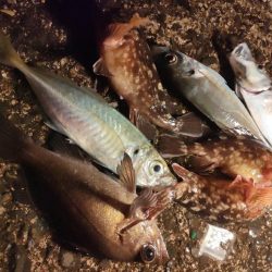 まさかの夜釣りでDAISOサビキセットで思…