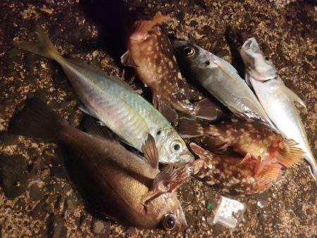 まさかの夜釣りでDAISOサビキセットで思…