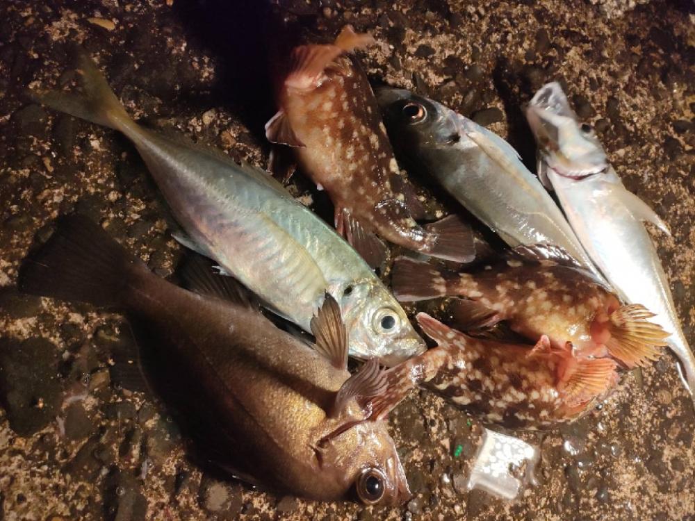 まさかの夜釣りでDAISOサビキセットで思わぬ釣果