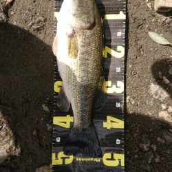 カバスキャで1本