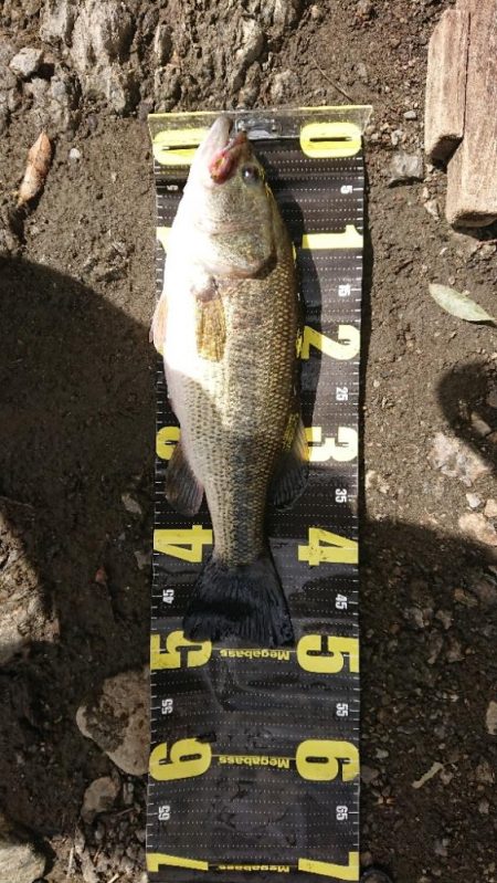 カバスキャで1本