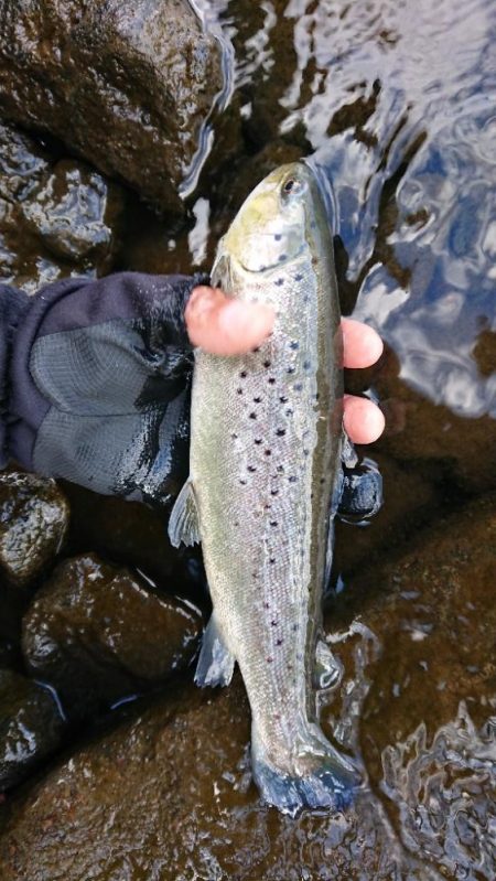 小ブラウン連発