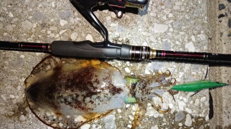 対馬エギング釣果……27