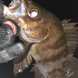 久々メバル調査～