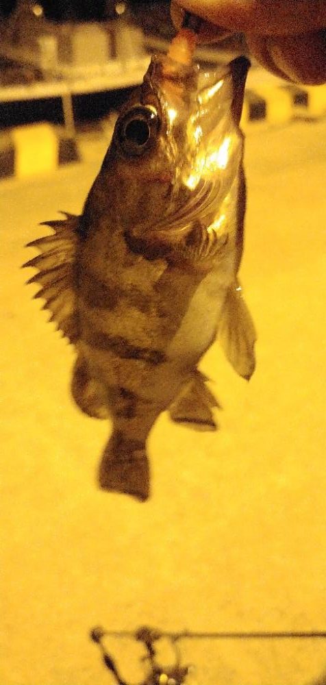 結局ライトソルト