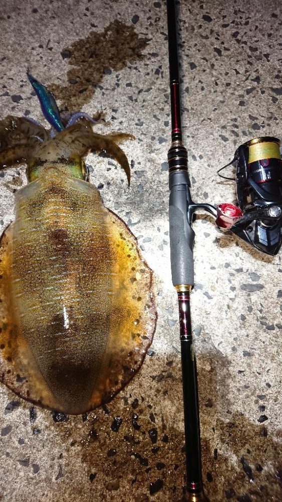 対馬エギング釣果……23