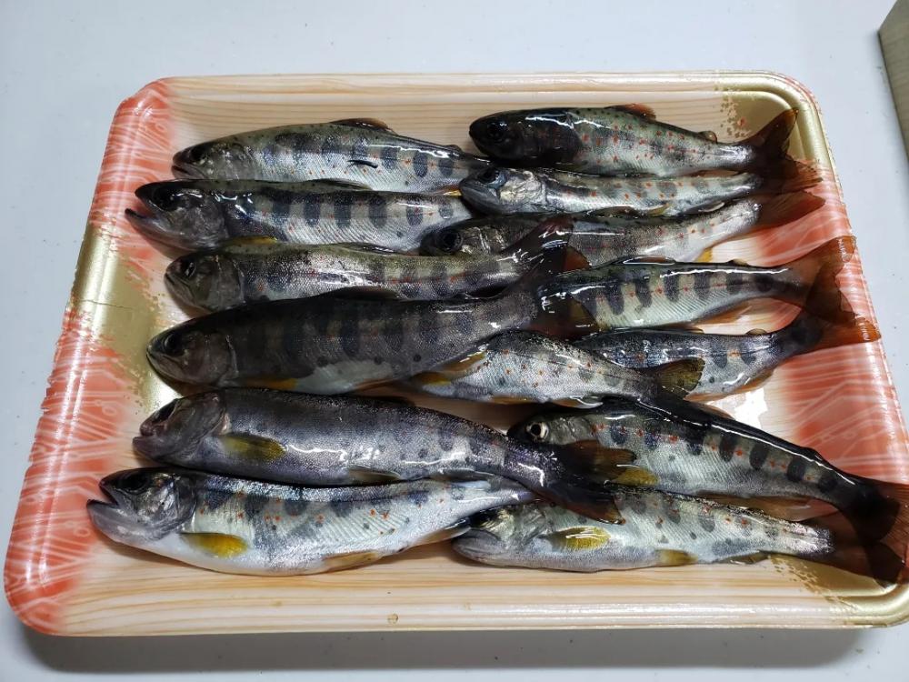 渓流アマゴ