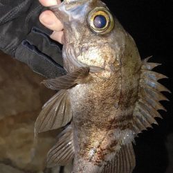 メバル、セイゴ