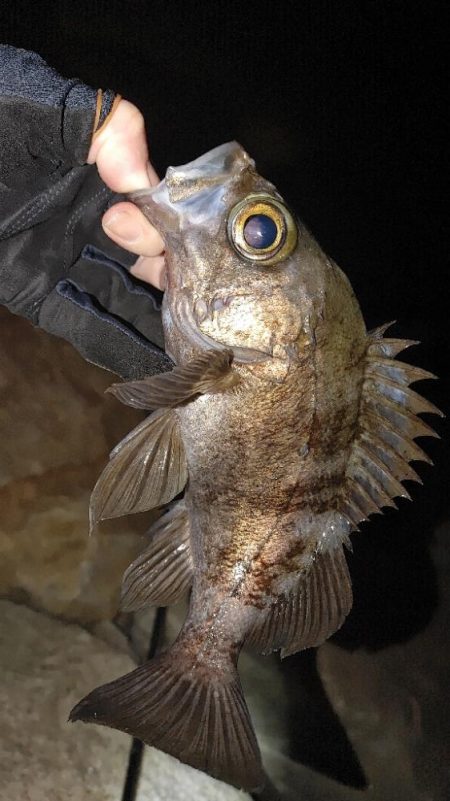 メバル、セイゴ