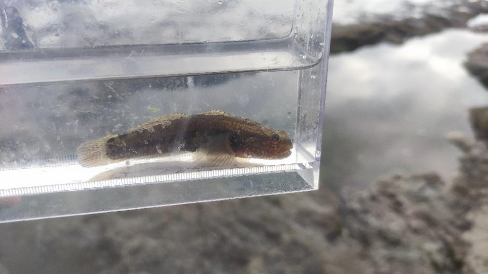 江ノ島で小物釣り