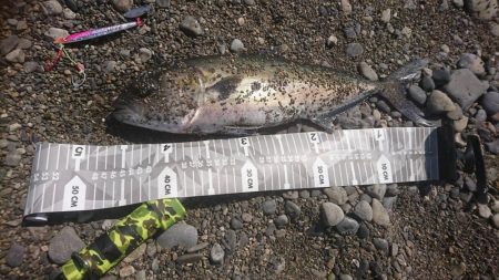 釣り再開後、やっとこましな獲物!