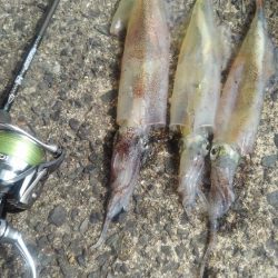 プチラッシュ⤴️