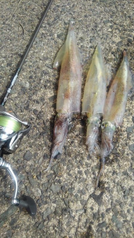 プチラッシュ⤴️…