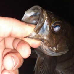 風がやんだのでメバリング