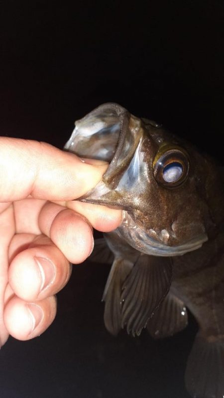 風がやんだのでメバリング