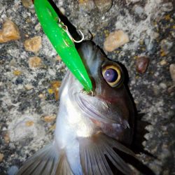 makopenライムチャートグリーン