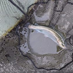 頂鱒を求めて〜