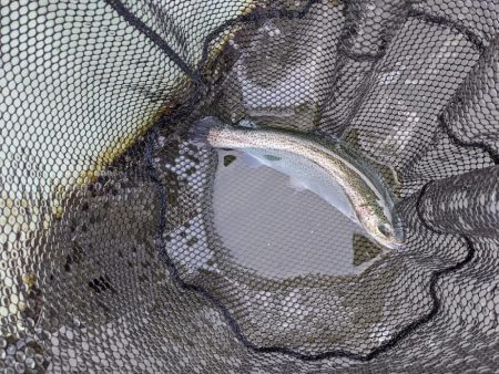 頂鱒を求めて〜