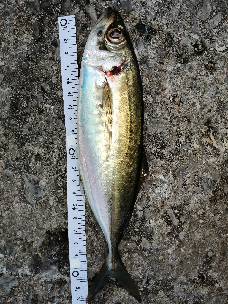 アジのちメバル