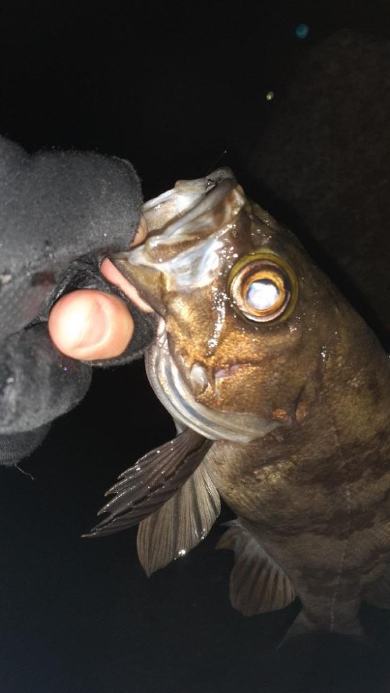 本日もメバリング～