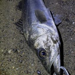 単発だけど釣れたー