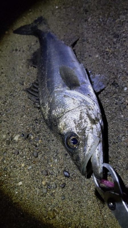 単発だけど釣れたー