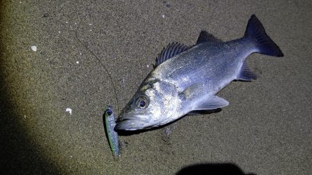 春や!春ですよ!