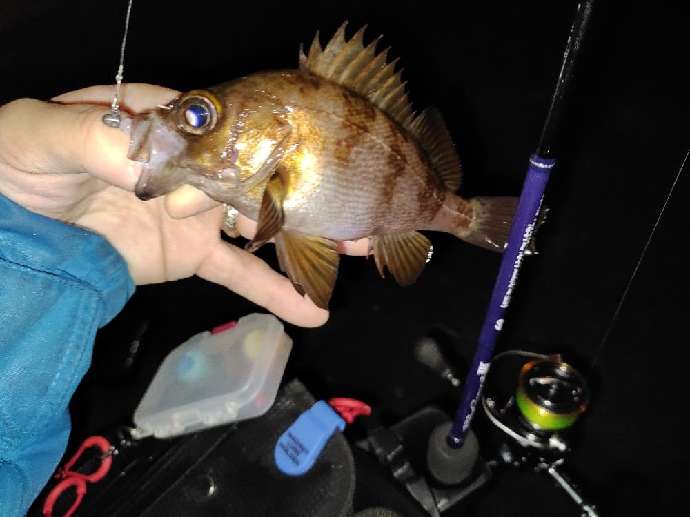 メバリング@神戸空港
