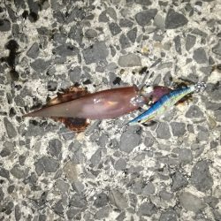 エギング、ウキ釣り