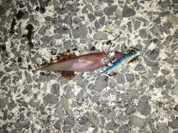 エギング、ウキ釣り