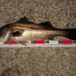 プラグでシーバス