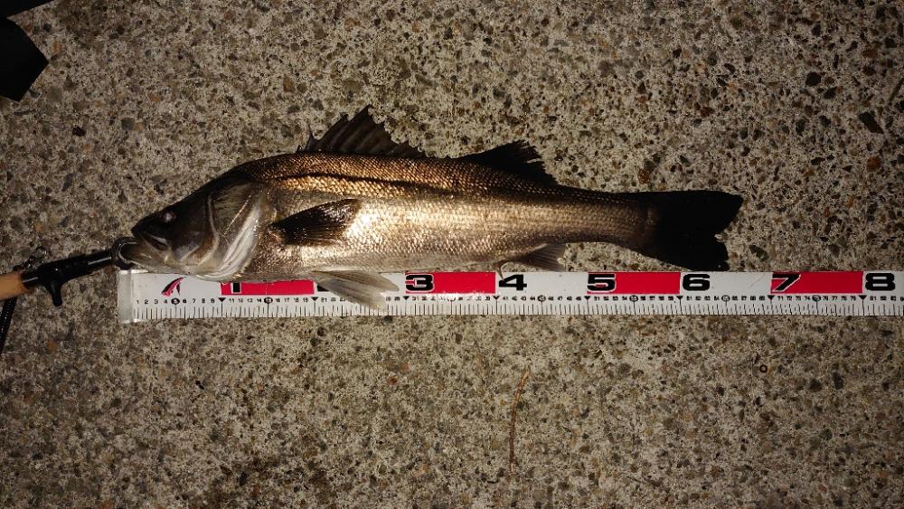 プラグでシーバス