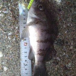 今日もプラッキング