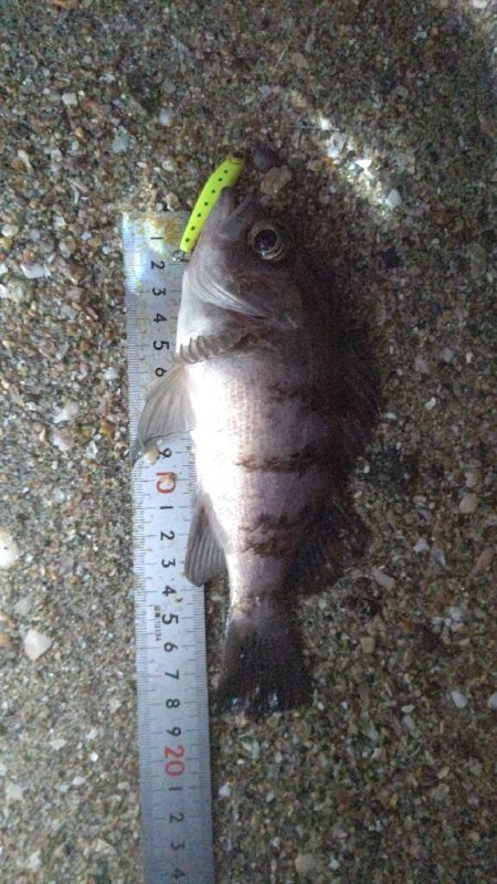 今日もプラッキング