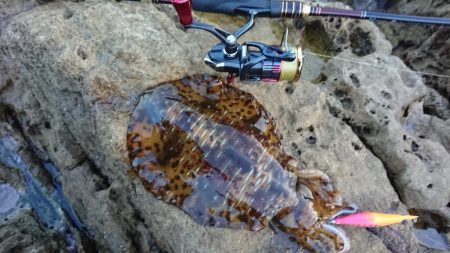 対馬エギング釣果……25