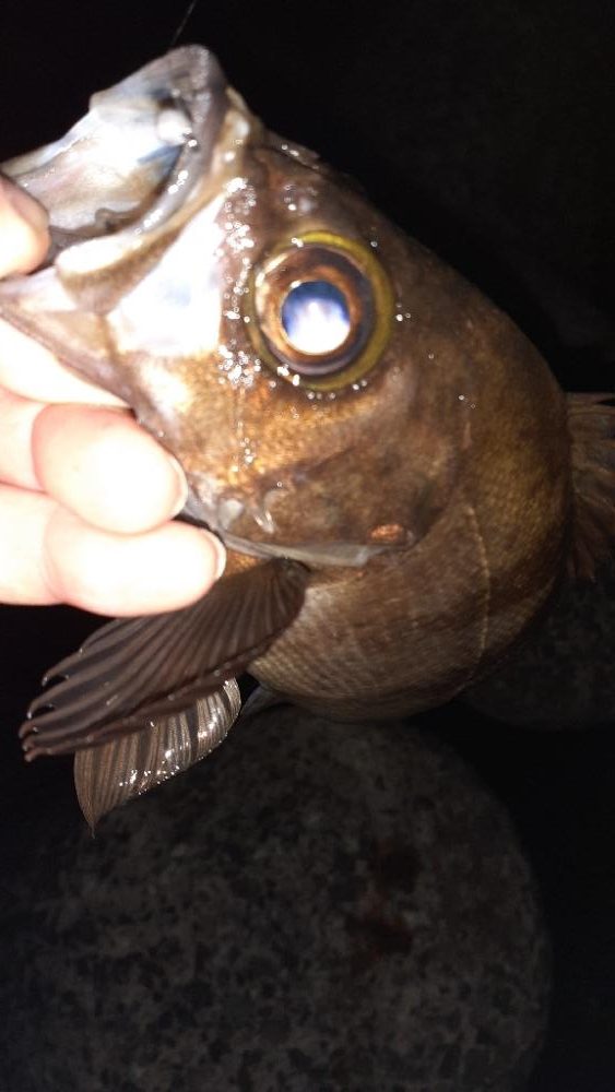 久々メバル調査へ行ってきた