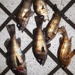 野暮用にて淡路島IN