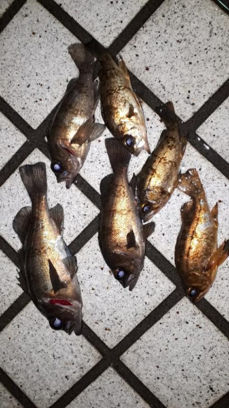 野暮用にて淡路島IN