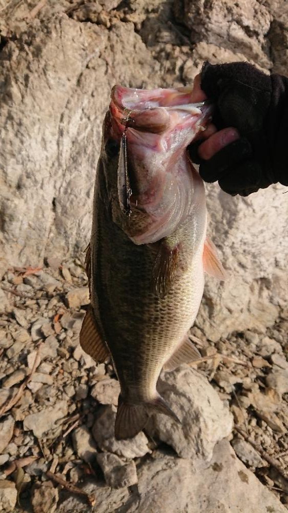 ようやく初バス