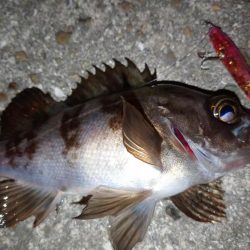 激渋メバリング