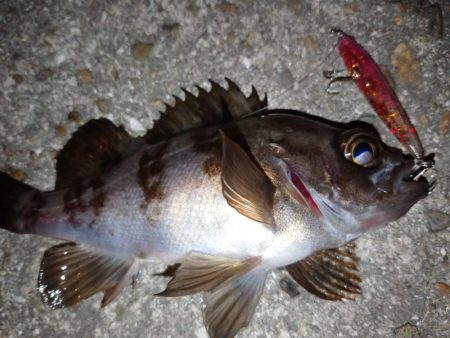 激渋メバリング